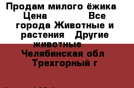 Продам милого ёжика › Цена ­ 10 000 - Все города Животные и растения » Другие животные   . Челябинская обл.,Трехгорный г.